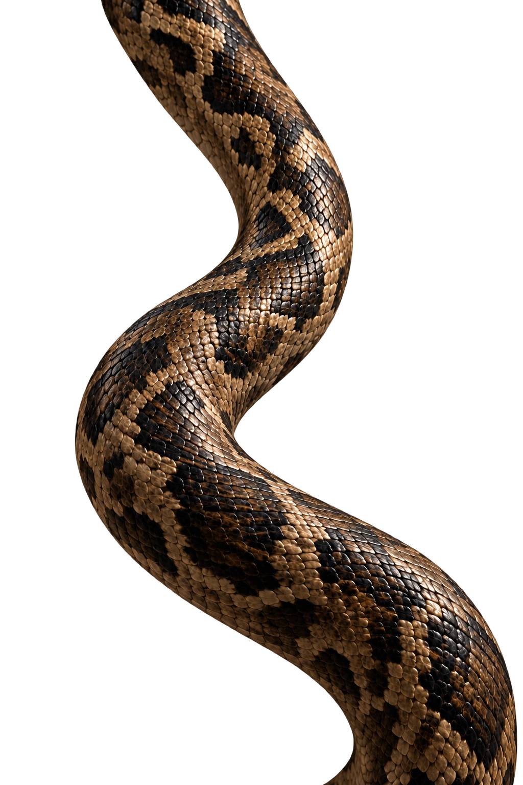 A dark snake curving through a study of scale, texture and movement